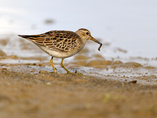 Pectoral sandpiper, Calidris melanotos