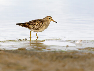 Pectoral sandpiper, Calidris melanotos
