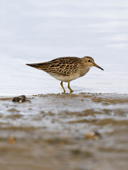 Pectoral sandpiper, Calidris melanotos