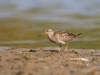 Pectoral sandpiper, Calidris melanotos