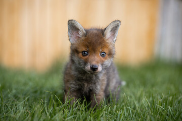 Fuchswelpe