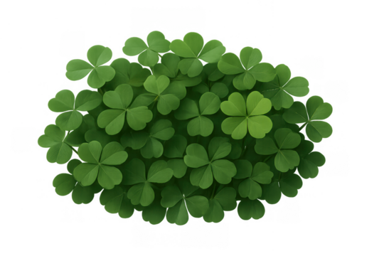 Green shamrock clover patch with one lucky four leaf clover on transparent background celebrating st. Patrick's day