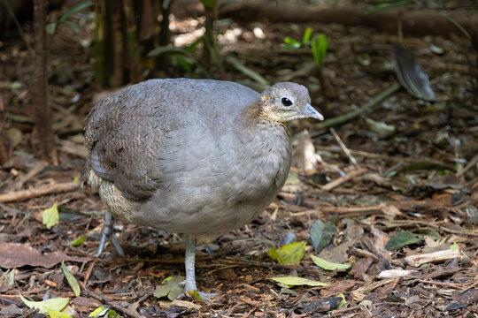 A bird called macuco walking