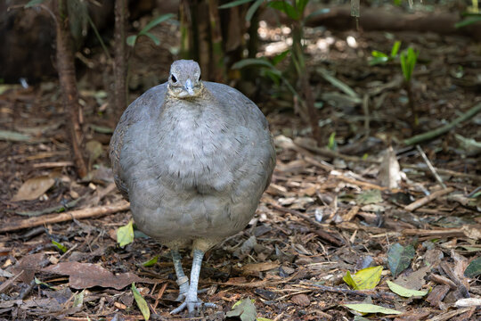 A bird called a macuco photographed from the front, showing the ring on one of its legs
