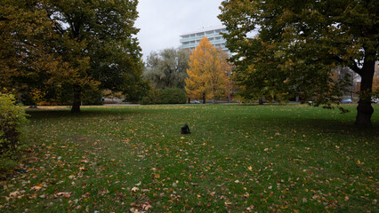 Park in a city in autumn.