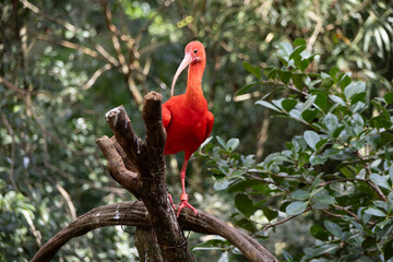 A red ibis with a protective and control ring on one of its legs