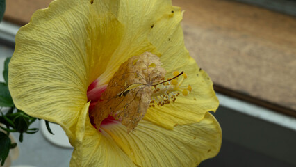 A close-up of a dried autumn leaf on a hibiscus flower.