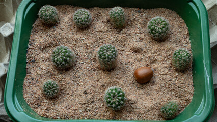 Baby cacti and a nut in a pot.