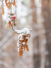 Tree branches in winter covered with snow and frost in snowfall. Frozen tree branches.