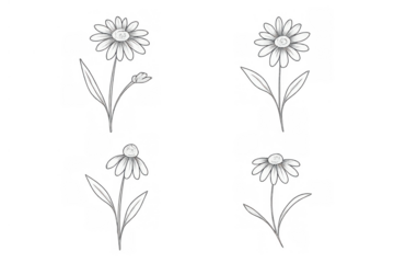 Daisy flower line art drawing with petals and leaves, black outline illustration on transparent background