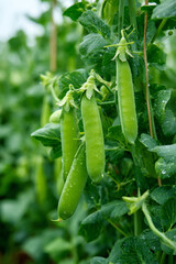 Fototapeta premium Field bean plants, green beans on a rural farm, pea, Pea in the vegatable garden. Vicia faba, also known in the culinary sense as the pea, fava bean, or faba bean is a species, pea plant, field bean.