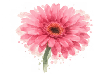 Pink gerbera daisy flower with watercolor paint splashes, artistic floral illustration on transparent background