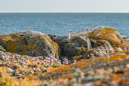 seagull on the rocks on the isle of Pater Noster in Sweden