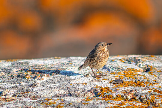 seagull on the rocks on the isle of Pater Noster in Sweden