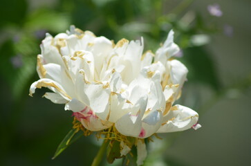 Obraz premium White Peony. Latin: Paeonia lactiflora. This is a herbaceous perennial plant. The flower is medium-sized, up to 16 cm in diameter. The flower is solitary, with a corolla and calyx with sepals.