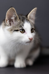 Playful domestic cat with gray and white fur, gazing curiously to the side, showcasing its expressive eyes and soft fur texture in a minimalistic setting