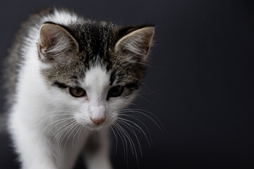 Playful kitten with striking fur pattern exploring a dark surface, showcasing curiosity and the essence of feline behavior. copy space