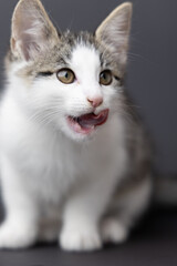 Playful kitten with striking green eyes is licking its lips, showcasing curiosity and charm in a soft, blurred background environment. copy space