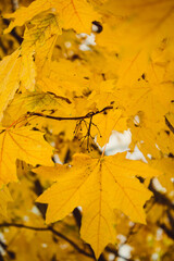 Autumn leaves of maple trees. Natural autumn background. Autumnal fall background. Foliage, falling leaves background. Autumn leaf.