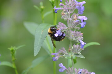 A shaggy bumblebee on a flower. A black-orange bumblebee perches on purple sage flowers, collecting nectar. The bumblebee moves from flower to flower. Salvia officinalis, a perennial plant.