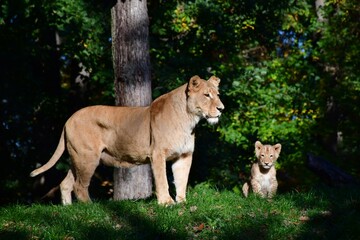 lion cub and lioness