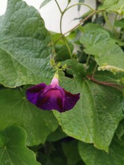 photographie en gros plan de fleurs violettes d'ipomées grimpantes recouvertes de rosée et entourées de feuilles vertes