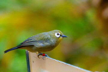 African yellow white-eye Zosterops senegalensis