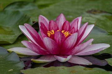 pink water lilie in a pond © Dead Tree World