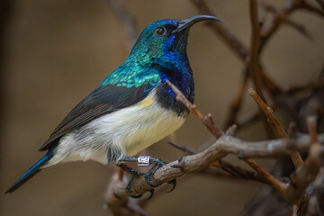 White-breasted sunbird,  Cinnyris talatala