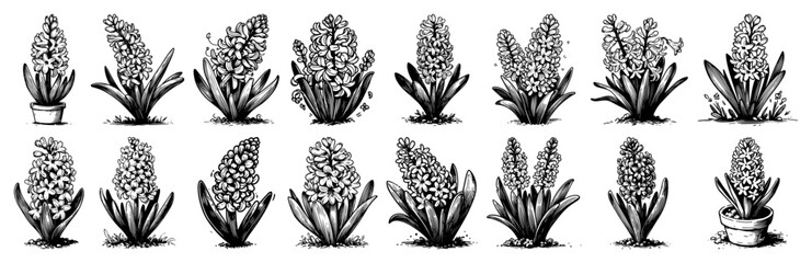Hyacinth bulb growth collection &ndash; fragrant spring blooms in classic monochrome ink botanical studies