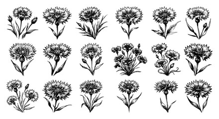 Cornflower bloom life‑cycle collection – detailed monochrome ink sketches of vibrant wildflower heads and stems