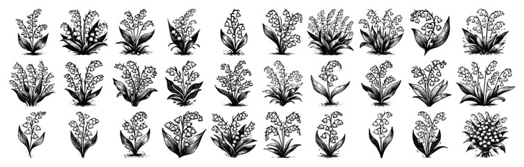 Ornamental kale leaf varieties – intricate rosette foliage series in classic monochrome ink studies