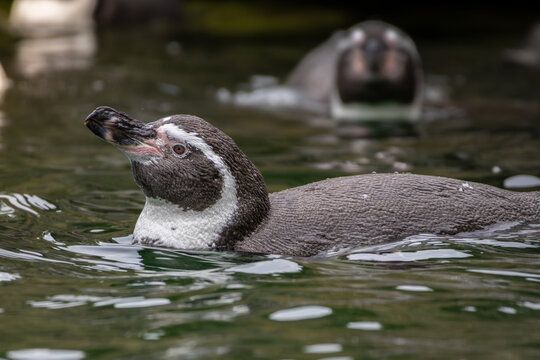 The humboldt penguin is swimming into the blue water.