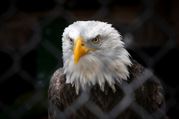 Close-up of a majestic bald eagle at Mountsberg Conservation Area, Ontario, showcasing the beauty and power of this iconic bird of prey.