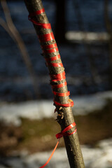 A red ribbon on a tree. A magical ritual in the forest.