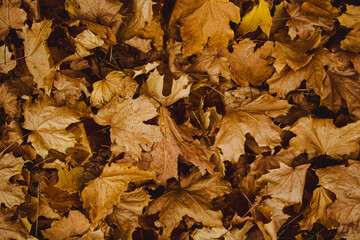 Autumn leaves of maple trees. Natural autumn background. Autumnal fall background. Foliage, falling leaves background. Autumn leaf. Falling leaves background.