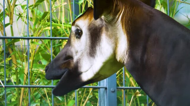 Close up view of an hungry okapi head picking weeds beside a fence on a cloudy autumn day