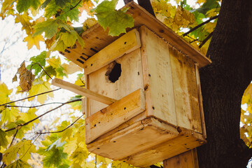 Bird feeder hanging on a tree in a coniferous forest in the autumn. Bird house in the tree. Care of fauna.