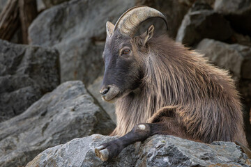 Fototapeta premium Mountain goat on the rocks.