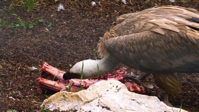 Close up of hungry vultures scavenging meat from bones on the ground. On a cloudy autumn day