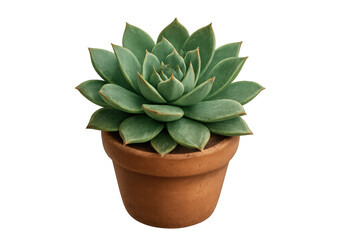 Fototapeta premium Echeveria succulent plant growing in a terracotta pot, a green houseplant with natural beauty and refreshing leaves