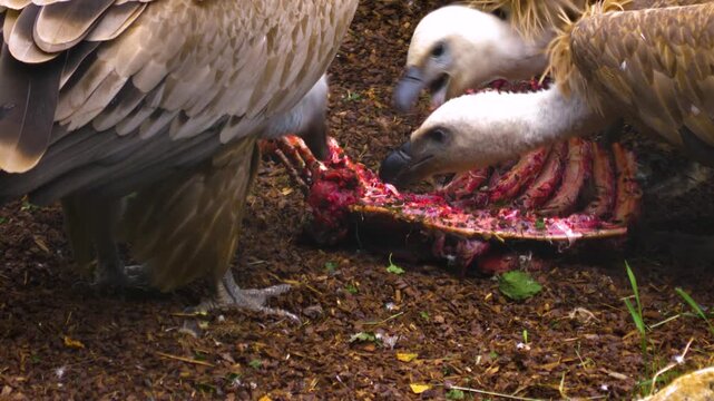 Close up of hungry vultures  scavenging meat from bones on the ground.  On a cloudy autumn day