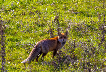 A red fox on the field. Close-up of a Vulpes vulpes in the wild