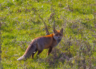 A red fox (Vulpes vulpes) on a field with green grass