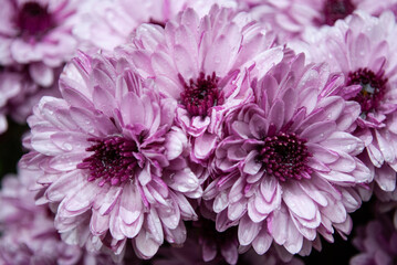 close up of pink chrysanthemum