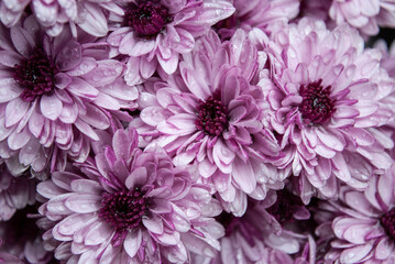 pink chrysanthemum flowers