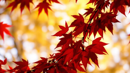 Vivid Red Maple Leaves Against a Soft Yellow and Blue Autumn Sky with Sunlight Filtering Through the Foliage