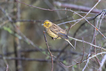 Yellowhammer perched in a tree, County Durham, England, UK.
