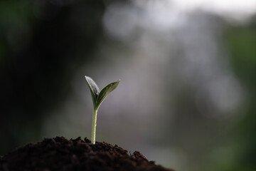 Small pumpkin sprout growing under dark autumn atmosphere