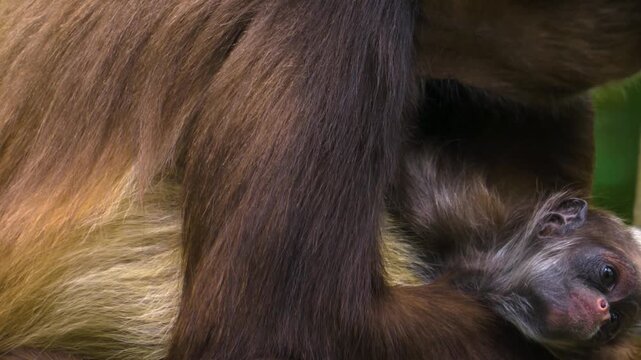Close up of a spider monkey adult resting with his bay and looking around ona cloudy day